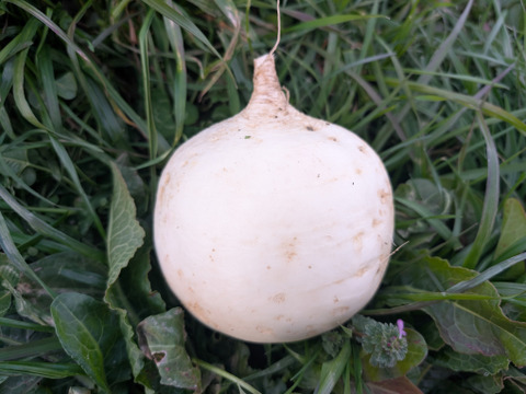 京の冬野菜セット2026【漢方栽培】