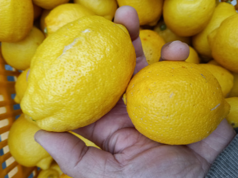 防腐剤、ワックス不使用　皮ごと使用激安広島県産レモン 訳あり三級品 4ｋg(約39個入)即日発送可能