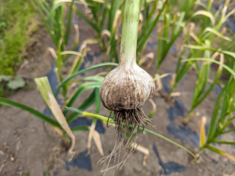 【農薬化学肥料不使用】今が旬！新にんにく（サイズ無選別）1kg】