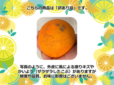 【アワード受賞】3/24より順次発送 芳醇な味と香り 訳あり 白柳ネーブル 2kg サイズ混合 仲屋 海瀬農園