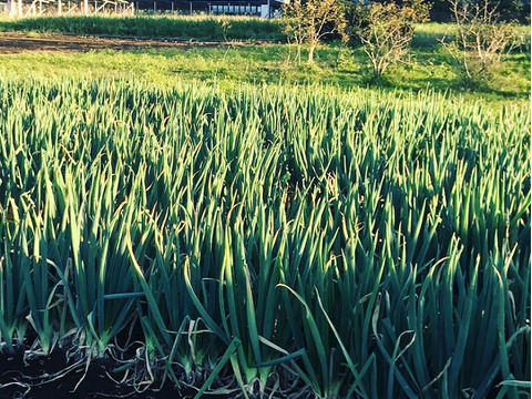希少赤ネギ‼️甘くて柔らか‼️土付き3キロ