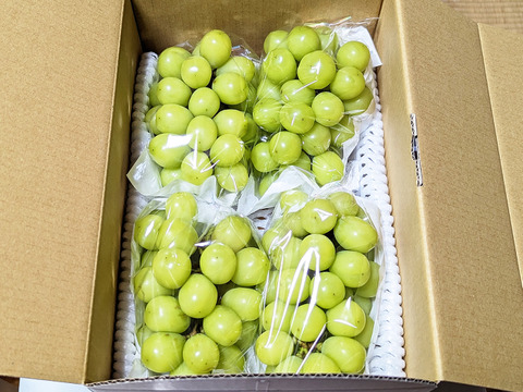 長野県認証/特別栽培相当 シャインマスカット 約4kg（10～12房）（信州の環境にやさしい農産物認証50）