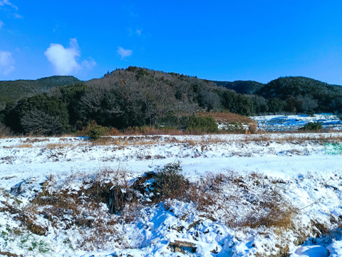 阿波　放し飼い有精卵「池田なません」10個