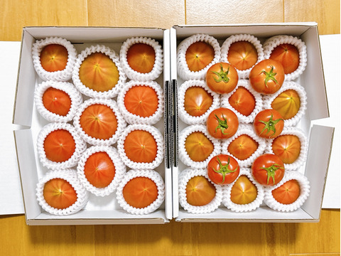 【2箱】弾ける旨味・甘み！【ト・マーレ】禁断の濃密さ 800g×２