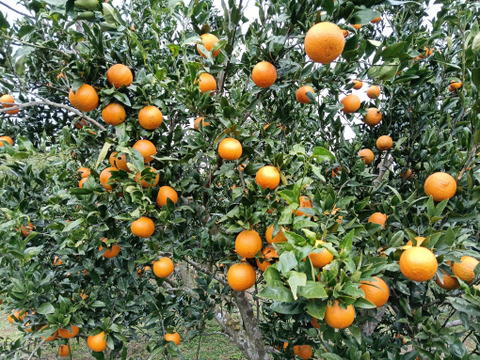 奄美完熟たんかん　贈答化粧箱　（秀品・糖度１１度以上）8個
（光センサー選別 ２Ｌ～Ｌ）