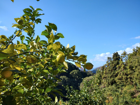 【完熟】【栽培期間農薬不使用】大崎上島産レモン4kg