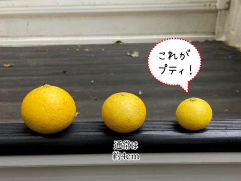 食べるアロマ賞！奇跡の果実『プティ黄金柑』極小サイズ ゴールデンオレンジ 1.5kg あふれる果汁とさわやかな甘み 黄蜜柑 仲屋 海瀬農園