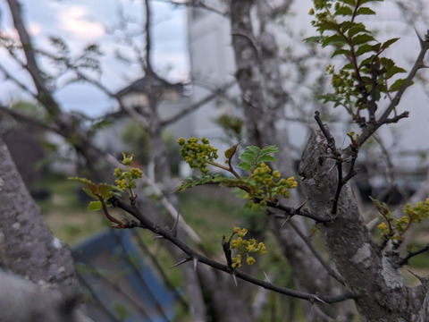 シーズン最終日】 雅な香り花山椒 50g：埼玉県産の花山椒｜食べ