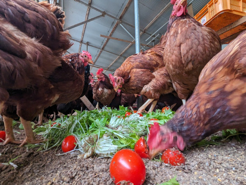 【加熱用】【幻の福地鶏】福地鶏のふくたまご（50個入り）