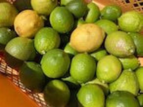 グリーンレモン、イエローレモン　ミックスカラー　4Kg　農薬不使用