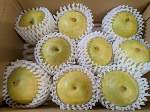 鳥取産★朝採れ二十世紀梨★3kg(7～9玉入り)