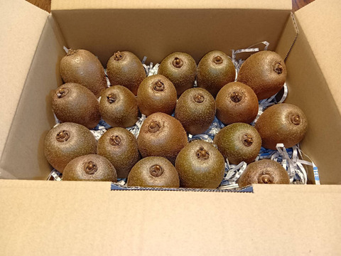 【大きさ不揃い、日焼け・扁平含む】キウイフルーツ（ヘイワード）ご家庭用・1.5kg