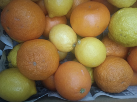 広島県産今旬な柑橘7種食べ比べ　合計5キロ
