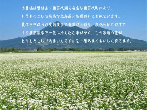 【朝どれ】フルーツとうもろこし『あまいんです』10本　希少な１番果のみを厳選出荷！