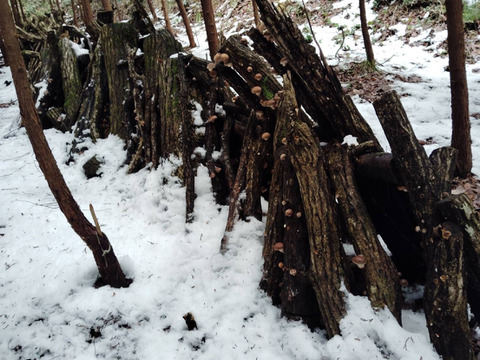 大自然の原木椎茸【1kg】