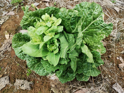 【短期間限定！】白菜のとう立ち菜　※10袋セット