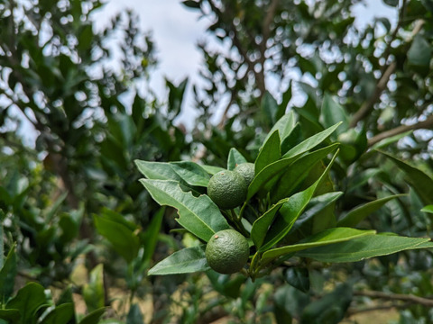 奄美完熟たんかん　光センサー選別（秀品・糖度１１度以上）１０㎏（２Ｌ～Ｌ）