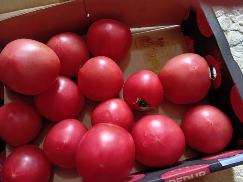 予約1月下旬から順次発送【特別栽培農産物の取得】　＼訳あり／受賞歴３回！ソムリエトマト2kg前後（8～16玉) ①のオマケ❗️ソムリエミニトマト　プラチナ