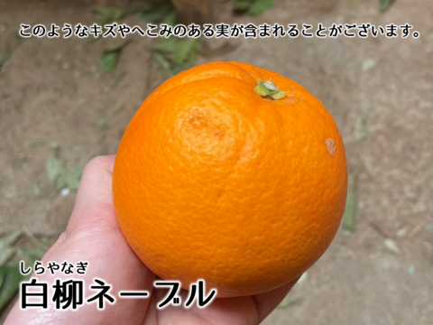 【アワード受賞】3/28より順次発送 仲屋の柑橘5種 食べ比べセット 約2kg 仲屋 海瀬農園 バラエティセット 希少品種含む 詰め合わせ