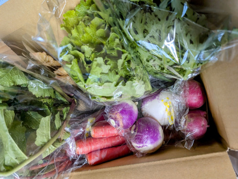 からだ温まる　まごころ野菜セット　Mサイズ、８－１０品種、農薬不使用の旬野菜