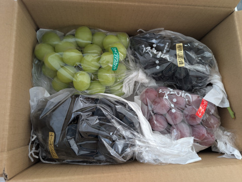 勝沼産高級ぶどう詰め合わせ箱込約2kg イチオシ】#3色詰合せ #勝沼ぶどう郷産 『シャインマスカット＋お任せ