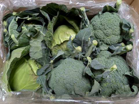 【食べチョクアワード2025入賞】
（ともちゃんセット）
ブロッコリー３つ　春キャベツ２つ