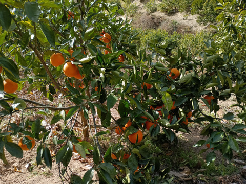 広島県産柑橘ブラッドオレンジとレモン10個良品　合計5キロ