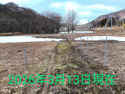 ！4月16,17,20日発送分！【2026年優先予約】！優先発送！太い行者にんにく4kg　「やわらか若葉」幻の山菜