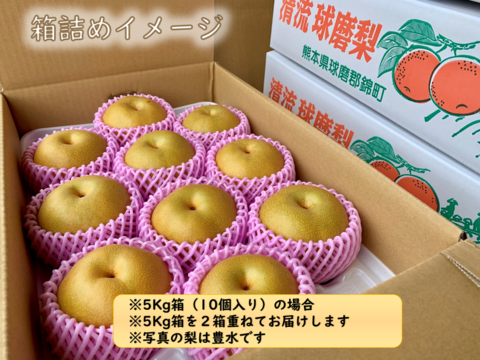 熊本県産 豊水梨 約10キロ 豊水梨【熊本県産】10〜36玉 約10kg 果物 くだもの 期間限定