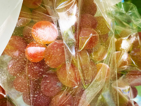 【ぶどうセット】岡山県産3色おいしいぶどう詰め合わせ！ピオ/ドルチェ/シャイン（約1.5-2kg、3～4房）