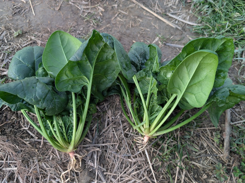 京の冬野菜セット2026【漢方栽培】