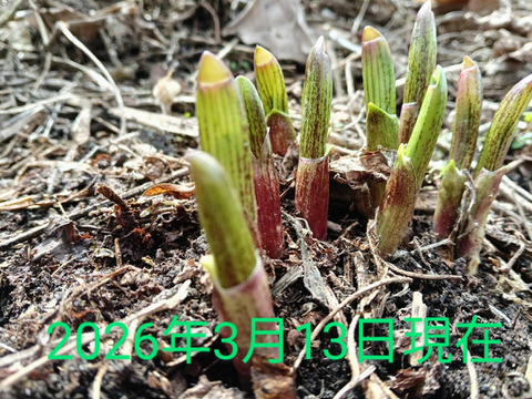 ！4月16,17,20日発送分！【2026年優先予約】！優先発送！太い行者にんにく2kg　「やわらか若葉」幻の山菜