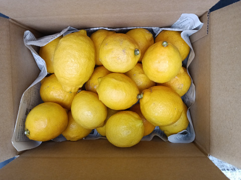 防腐剤、ワックス不使用　皮ごと使用激安広島県産レモン 訳あり三級品 4ｋg(約39個入)即日発送可能