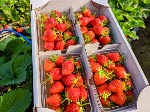 【幻の品種】「おとめ心」完熟いちごMサイズ【約1.2kg入】