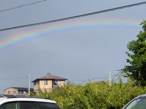 ★NEW★山梨県産 ピオ－ネ（約1.8㎏）