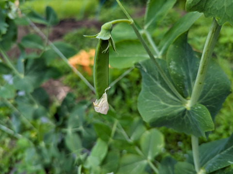 【農薬化学肥料不使用】朝採り絹さや100ｇ