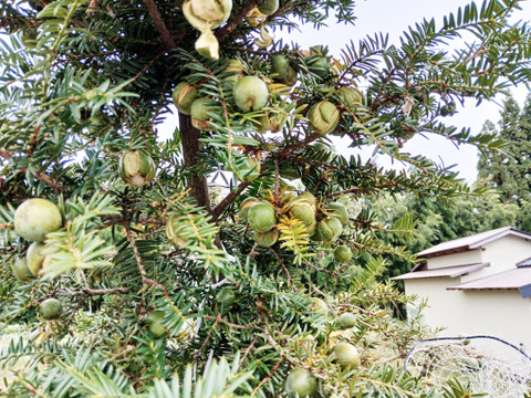 【数量限定 縁起物】榧（かや）の実 漢方 和製アーモンド 自然栽培 しめ飾りにも