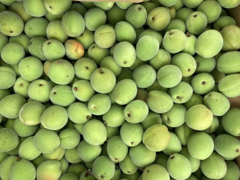 【かわいい朝どれ】手摘み小梅　青梅　3キロ　農薬不使用