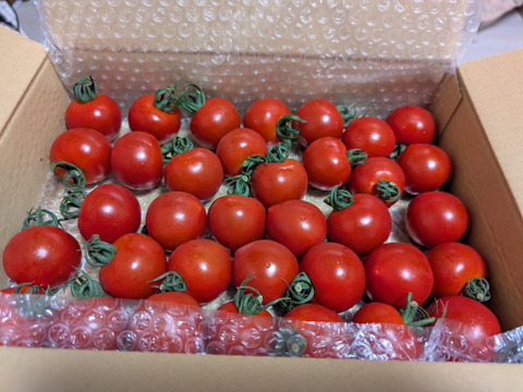 甘くて濃厚！『サンルビー』ミディトマト