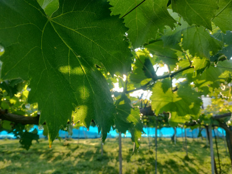 甘さと酸味のバランスちょどいい　巨峰　1㎏（２～３房）　秀品