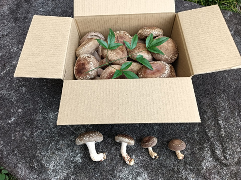 傘直径6㎝以上のサイズの生椎茸500g！！