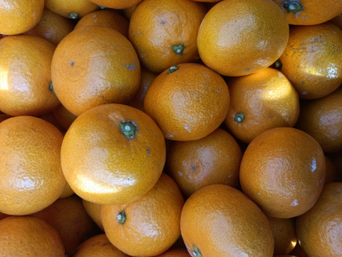 甘くて美味しい 石地みかん ３級品 10kg