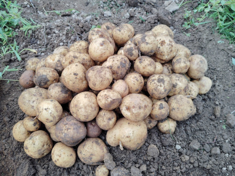 贈答にもオススメ。2025秋収穫　北海道産じゃがいも【とうや】　1.8kg【M/Lミックス】