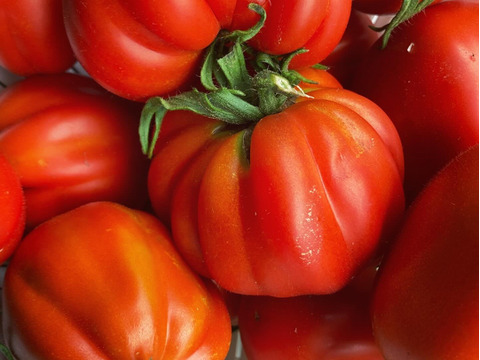 樹上完熟のイタリアントマト Cuore di bue(牛の心臓)