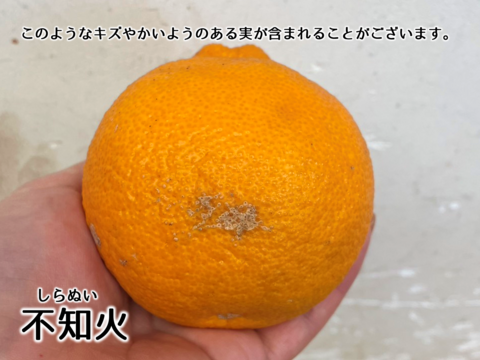【アワード受賞】3/28より順次発送 仲屋の柑橘5種 食べ比べセット 約2kg 仲屋 海瀬農園 バラエティセット 希少品種含む 詰め合わせ