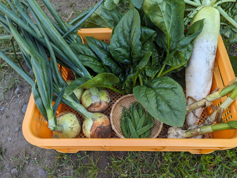 新玉ねぎ＆新にんにく入り！日常使い野菜5点セット【農薬化学肥料不使用】