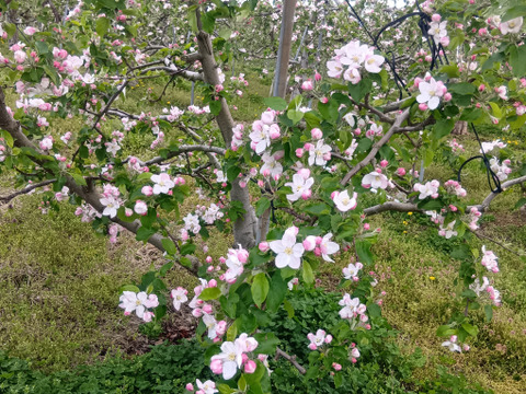 【岩手・紫波町】旬到来！特別栽培サンふじ（秀3kg・9～10玉）