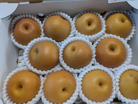 梨　南水　ご好評販売中　お徳用訳あり　家庭用　2.8キロコース　信州オリジナルの梨（12個から13個入り）