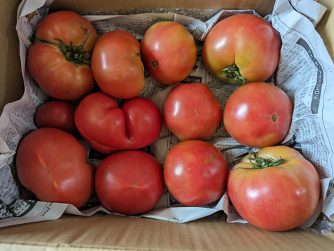 トマト箱いっぱい詰め(約5kg)