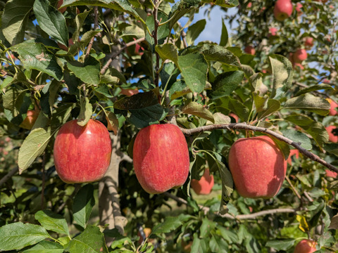 【予約販売・数量限定】長野県産りんご３㎏（スリムレッド）（１１月発送）甘酸適和・小玉